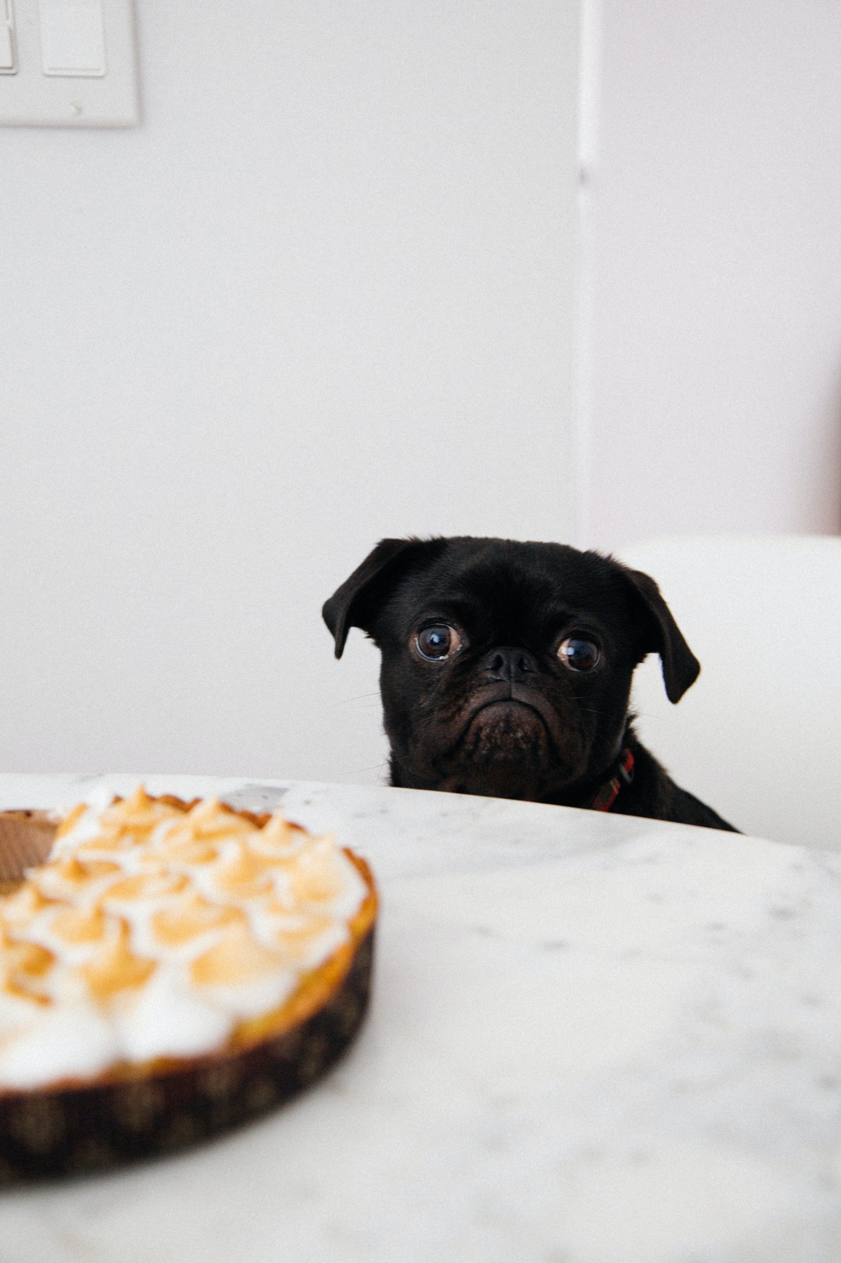 Photo by Charles Deluvio black pug looking at pie